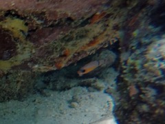 Barred Carinalfish (3